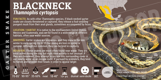 Thamnophis cyrtopsis 'Blackneck Garter' Snake