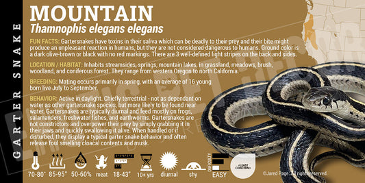 Thamnophis elegans elegans 'Mountain Garter' Snake