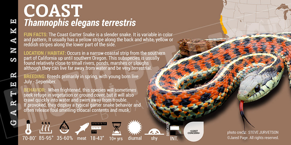 Thamnophis elegans terrestris 'Coast Garter' Snake