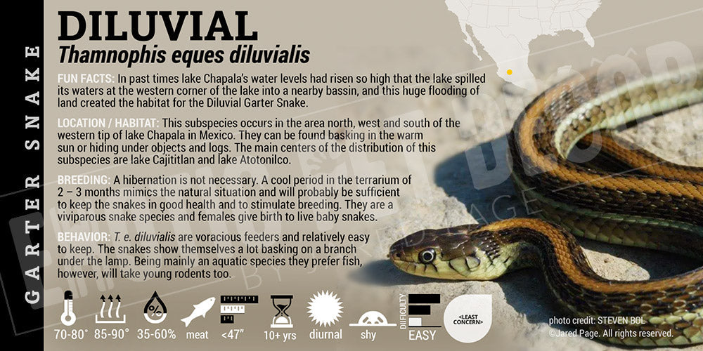Thamnophis eques diluvialis 'Diluvial Garter' Snake
