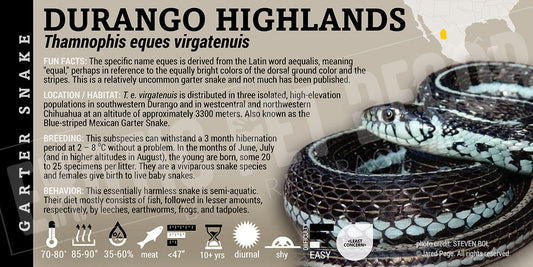 Thamnophis eques virgatenuis 'Durango Highlands Garter' Snake