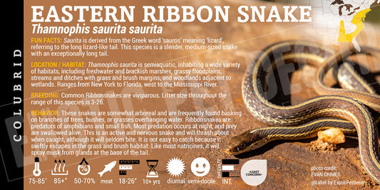 Thamnophis saurita saurita 'Eastern Ribbon' Snake