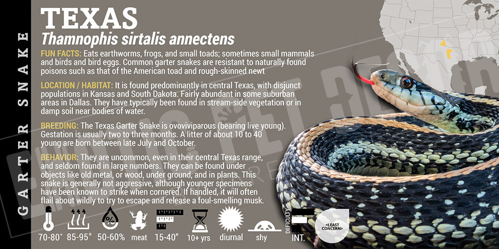 Thamnophis sirtalis annectens 'Texas Garter' Snake
