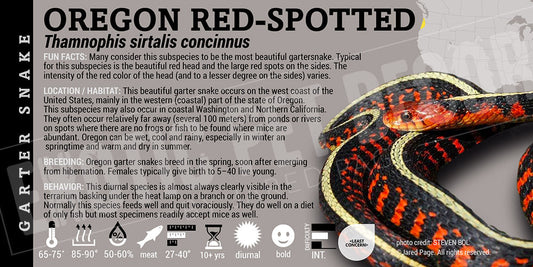 Thamnophis sirtalis concinnus 'Oregon Red Spotted Garter' Snake