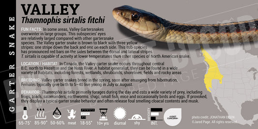 Thamnophis sirtalis fitchi 'Valley Garter' Snake