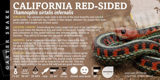Thamnophis sirtalis infernalis 'California Red Sided Garter' Snake