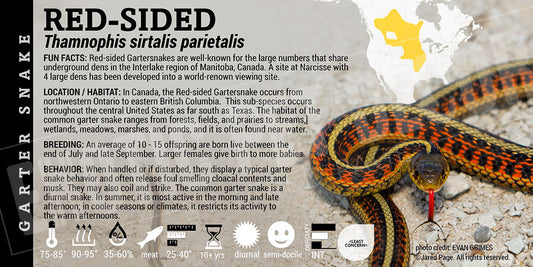 Thamnophis sirtalis parietalis 'Red Slided Garter' Snake