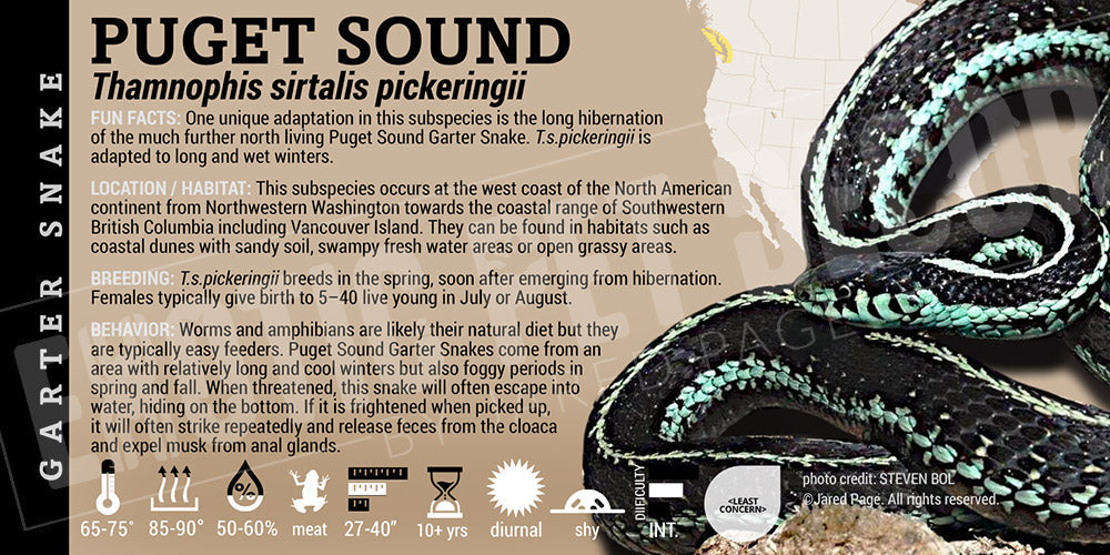 Thamnophis sirtalis pickeringii 'Puget Garter' Snake