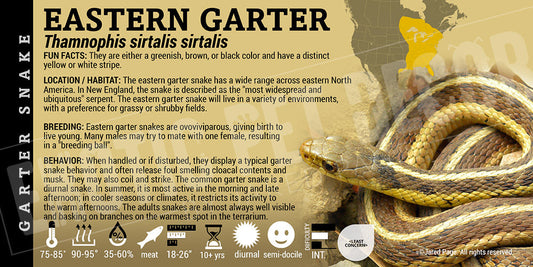 Thamnophis sirtalis sirtalis 'Eastern Garter' Snake