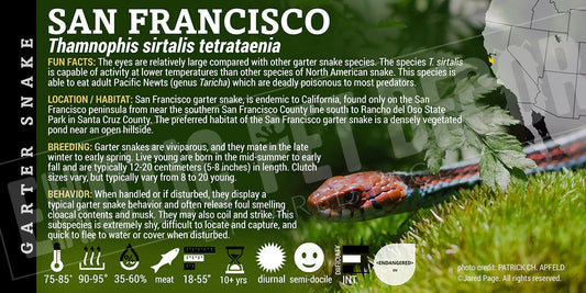Thamnophis sirtalis tetrataenia 'San Francisco Garter' Snake