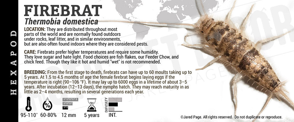 Thermobia domestica 'Firebrat '