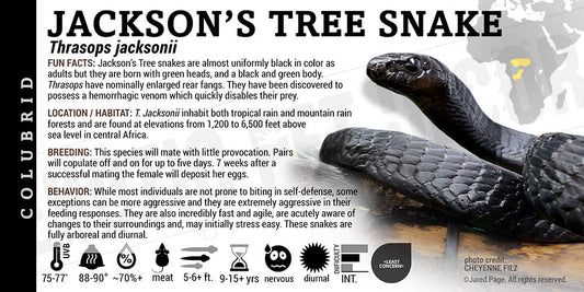 Thrasops jacksonii 'Black Tree' Snake