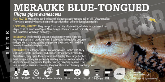 Tiliqua gigas evanescens 'Merauke Blue Tongue' Skink