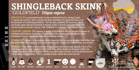 Tiliqua rugosa 'Shingleback' Skink