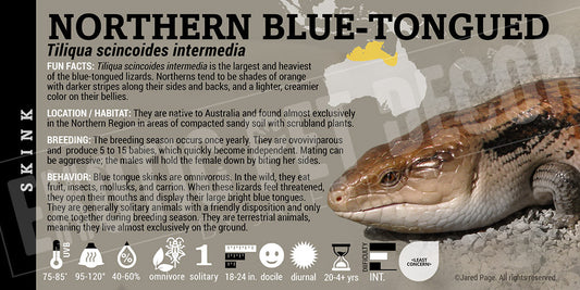 Tiliqua scincoides intermedia 'Northern Blue Tongue' Skink