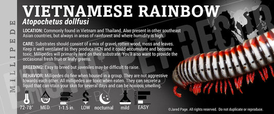 Tonkinbolus dollfusi 'Thai Rainbow' Millipede