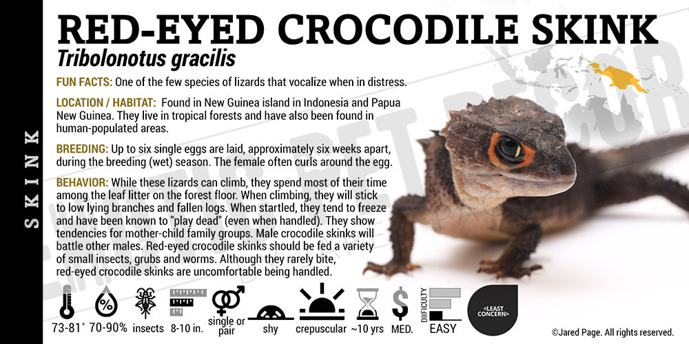 Tribolonotus gracilis 'Red Eye Crocodile' Skink