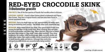 Tribolonotus gracilis 'Red Eye Crocodile' Skink