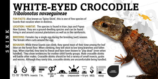 Tribolonotus novaeguineae 'White Eyed Crocodile' Skink