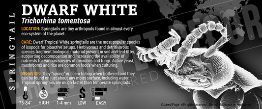 Trichorhina tomentosa 'Tropical White' Springtail