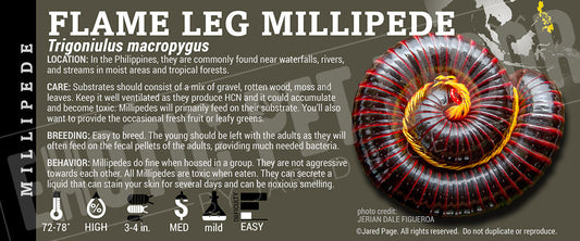 Trigoniulus macropygus 'Flame Leg' Millipede