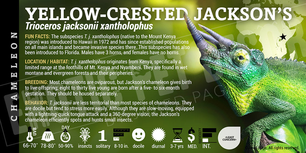 Trioceros jacksonii xantholophus 'Jackson' Chameleon
