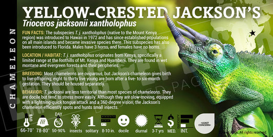Trioceros jacksonii xantholophus 'Jackson' Chameleon