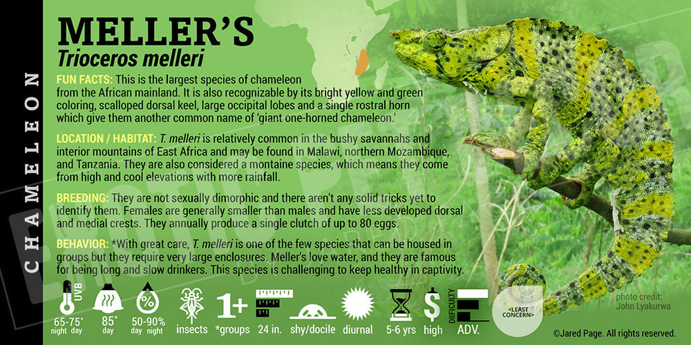 Trioceros melleri 'Meller's' Chameleon