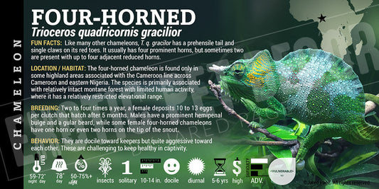 Trioceros quadricornis gracilior 'Four Horned' Chameleon