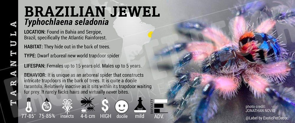 Typhochlaena seladonia 'Brazilian Jewel' Tarantula