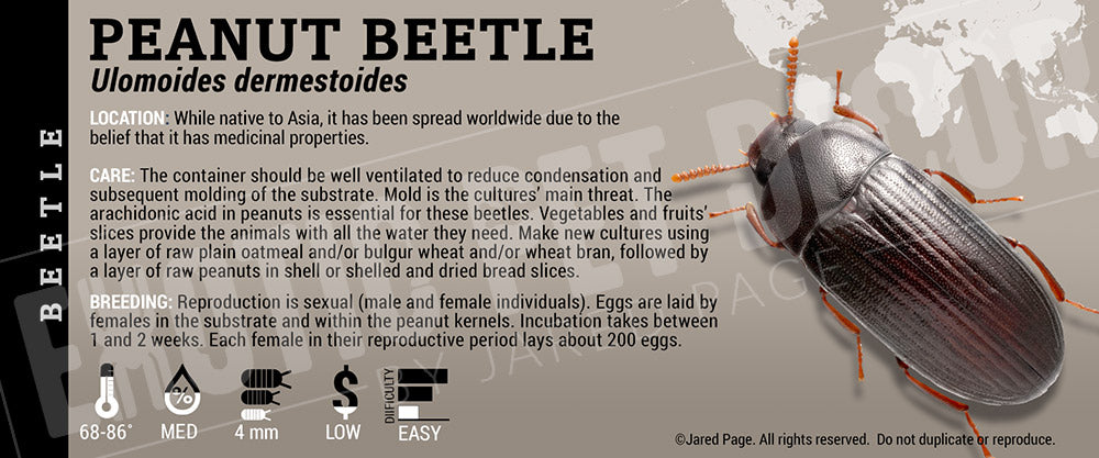 Ulomoides dermestoides 'Peanut' Beetle