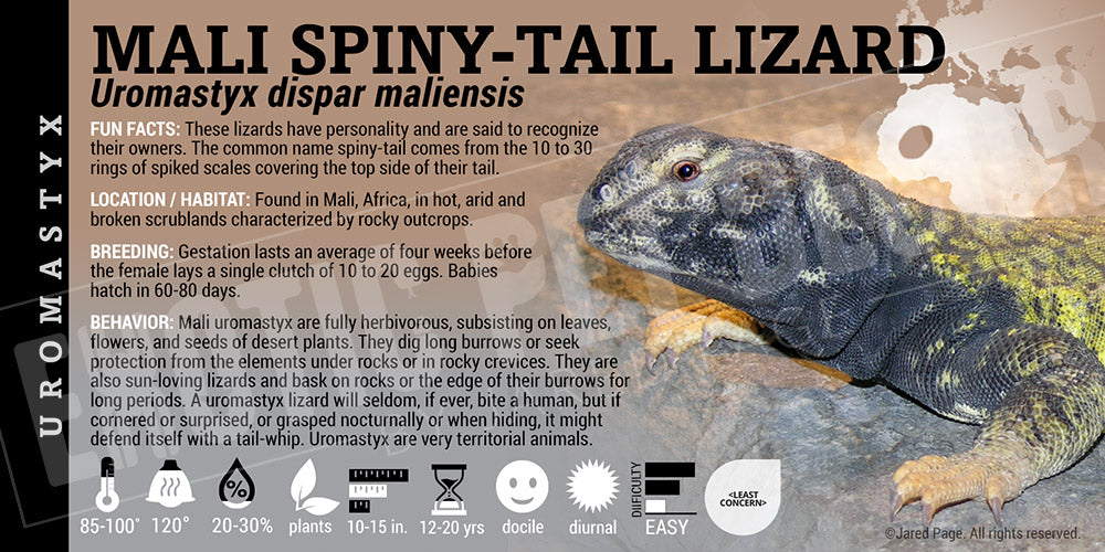 Uromastyx maliensis 'Mali ' Uromastyx