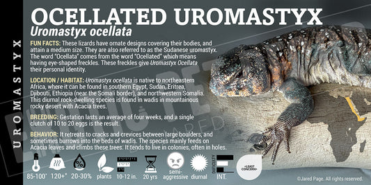 Uromastyx ocellata 'Occellated ' Uromastyx
