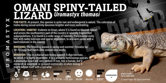 Uromastyx thomasi 'Omani Spiny Tailed' Lizard
