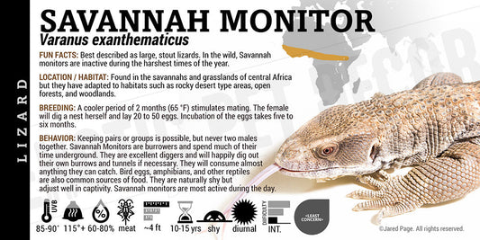 Varanus exanthematicus 'Savannah Monitor' Lizard