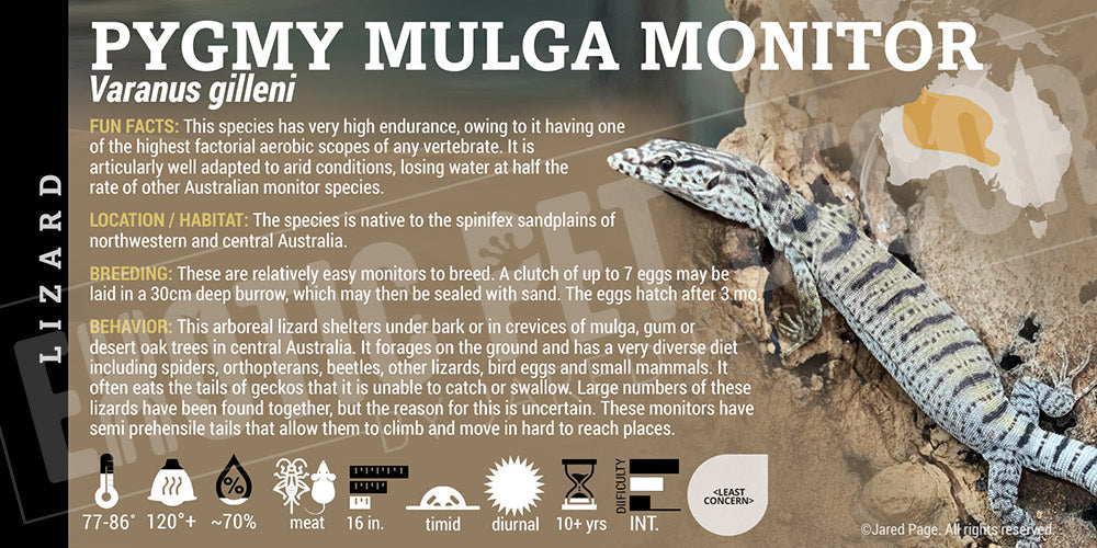 Varanus gilleni 'Pygmy Monitor' Lizard