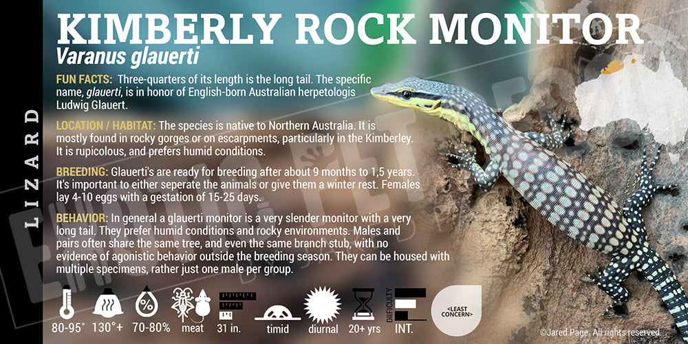 Varanus glauerti 'Kimberly Monitor' Lizard