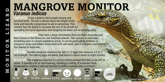 Varanus indicus 'Mangrove Monitor' Lizard