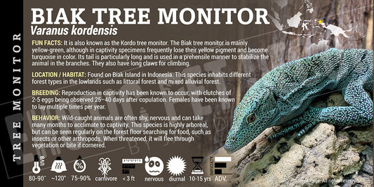Varanus kordensis 'Biak Tree Monitor' Lizard