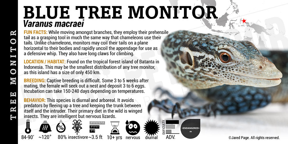 Varanus macraei 'Blue Tree Monitor' Lizard