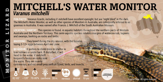 Varanus mitchelli 'Mitchells Water Monitor' Lizard