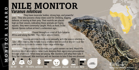 Varanus niloticus 'Nile Monitor' Lizard