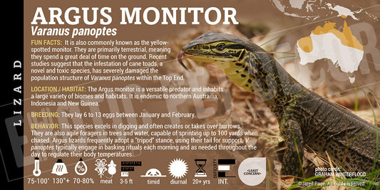 Varanus panoptes 'Argus Monitor' Lizard