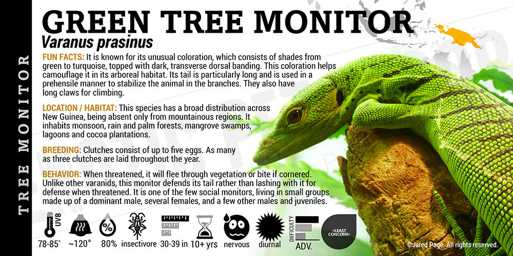 Varanus prasinus 'Green Tree Monitor' Lizard