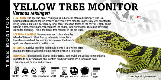 Varanus reisingeri 'Yellow Tree Monitor' Lizard