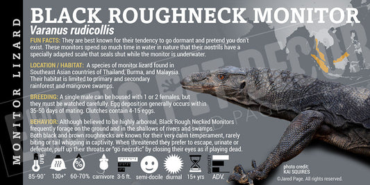Varanus rudicollis 'Black Roughneck Monitor' Lizard