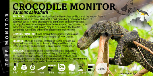 Varanus salvadorii 'Crocodile Monitor' Lizard
