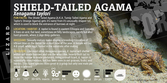 Xenagama taylori 'Shield Tailed' Agama Lizard
