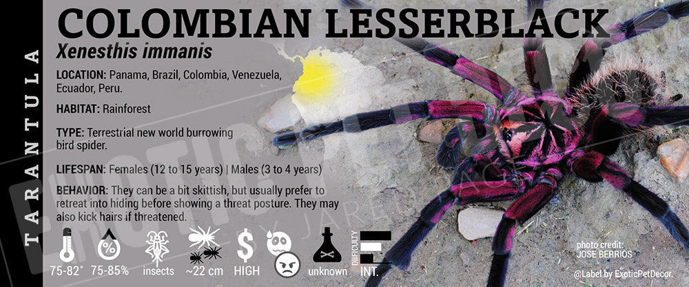 Xenesthis immanis 'Colombian Lesserblack' Tarantula