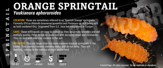 Yuukianura aphoruroides 'Spanish Orange' Springtail